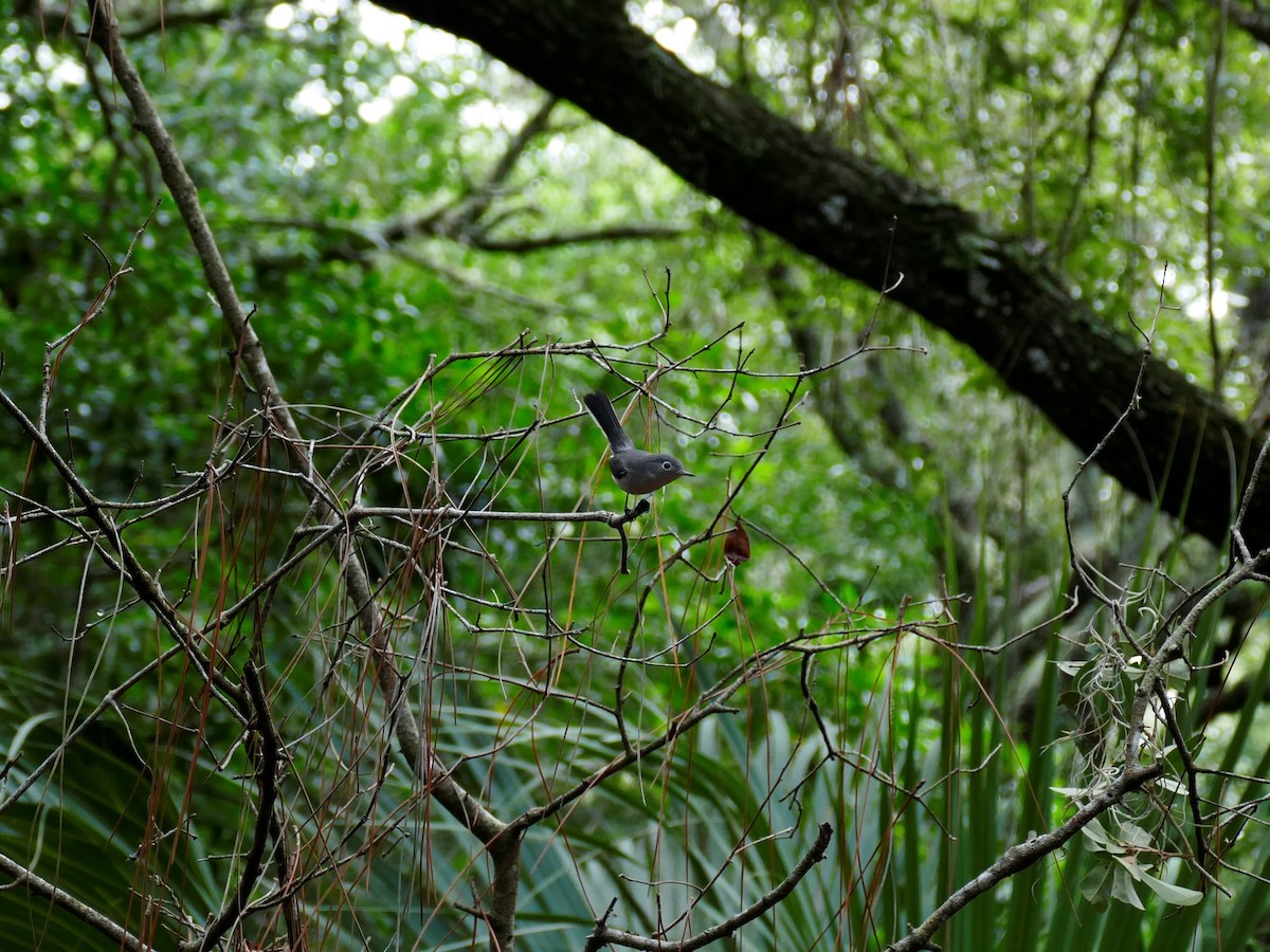 Blue-gray Gnatcatcher - ML359148371