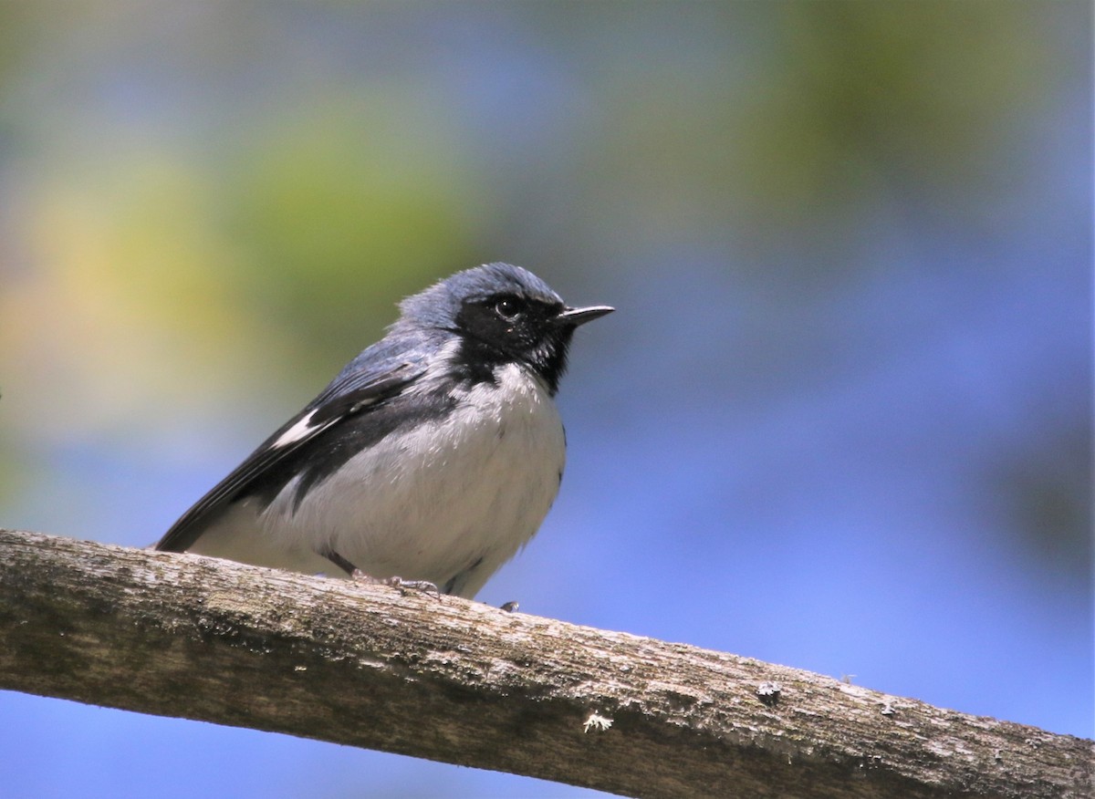 Black-throated Blue Warbler - ML359149161