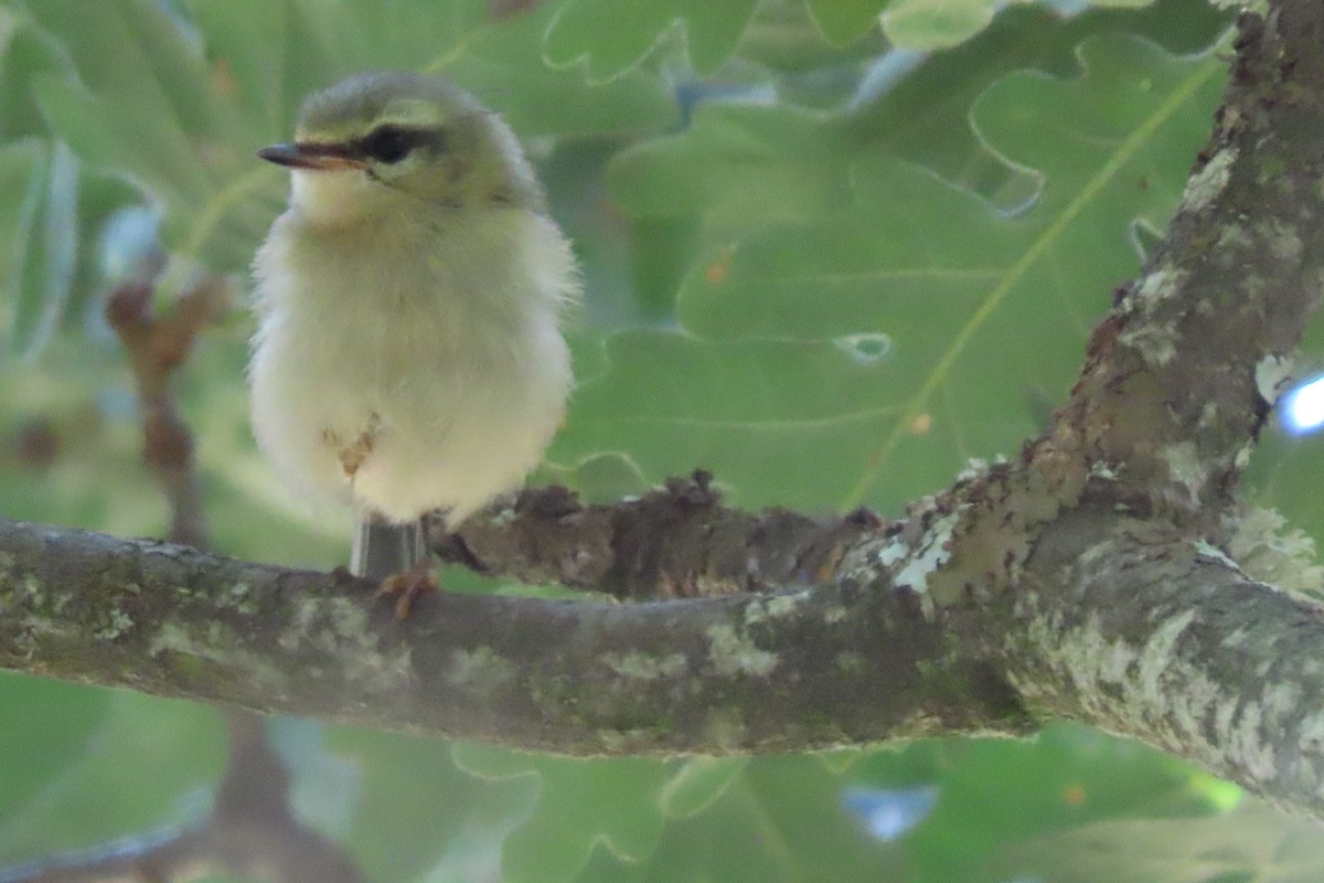 Goldcrest/Common Firecrest - ML359151191