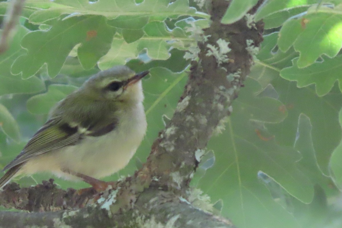 Goldcrest/Common Firecrest - ML359151201