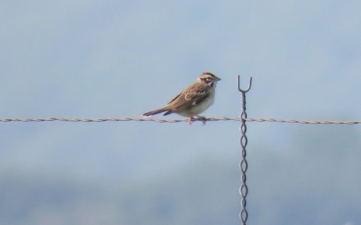 Lark Sparrow - ML359151231