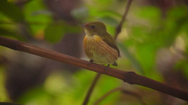 Striolated Manakin - ML359151831