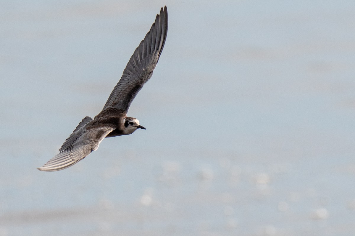 Black Tern - ML359156091