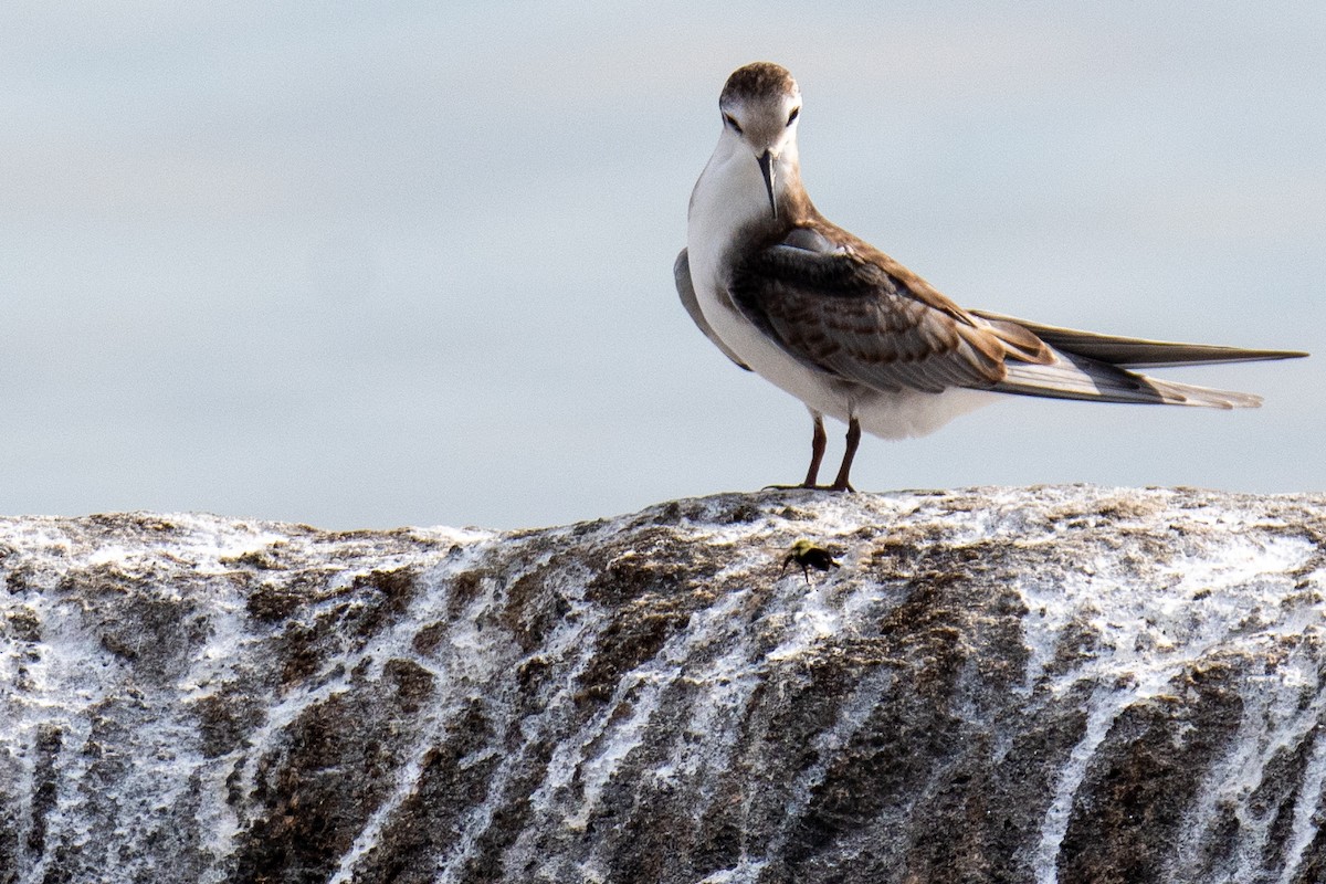 Black Tern - ML359156281