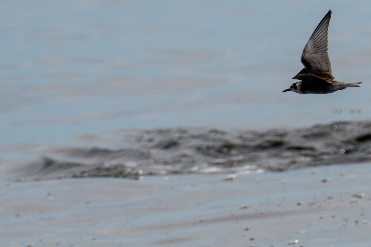 Black Tern - ML359156311