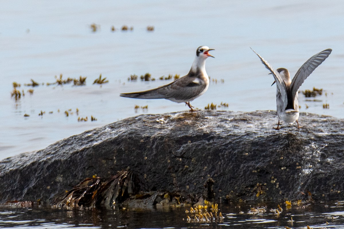 Black Tern - ML359156551