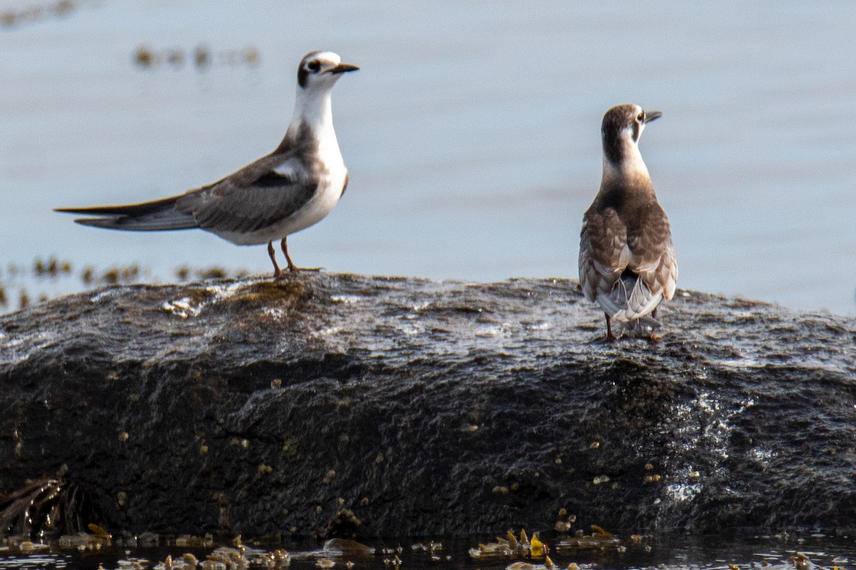 Black Tern - ML359156591