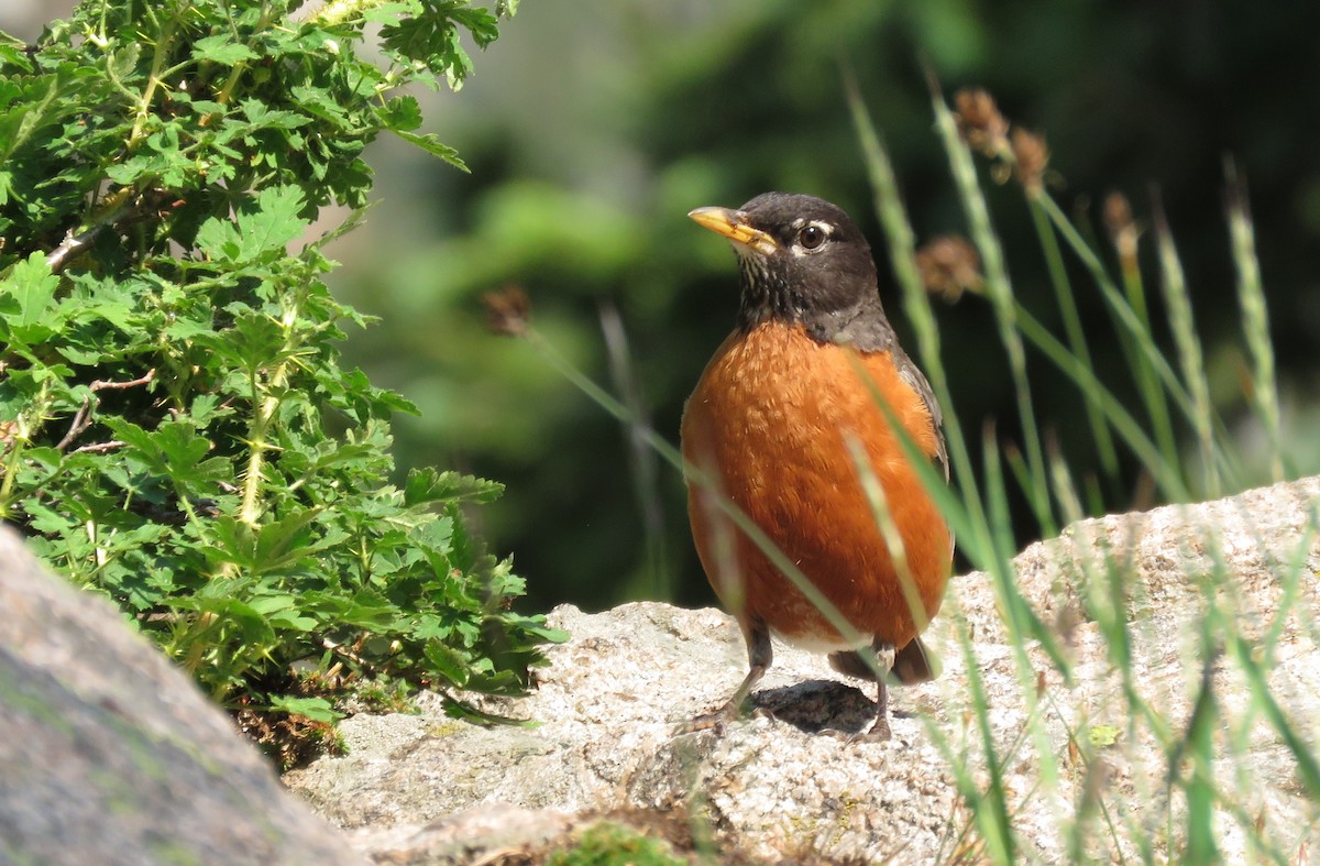 American Robin - ML359158901