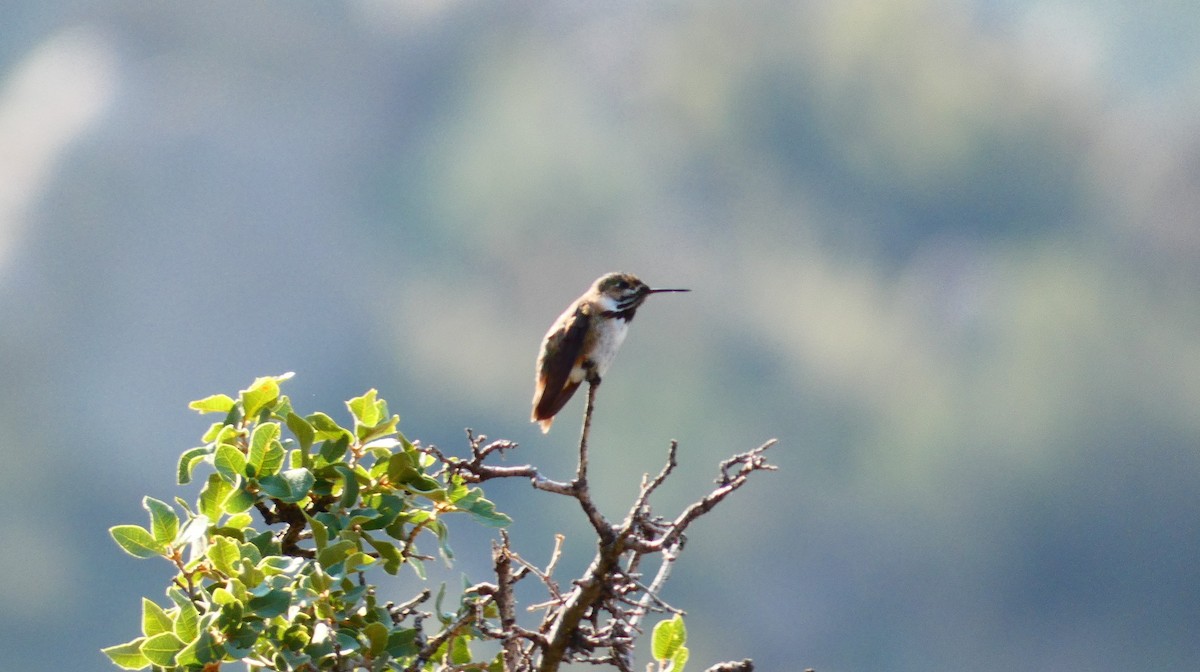 Rufous Hummingbird - ML359158911