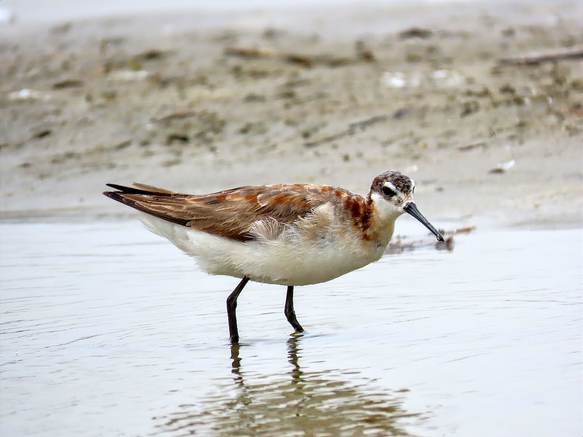 Phalarope de Wilson - ML359159061