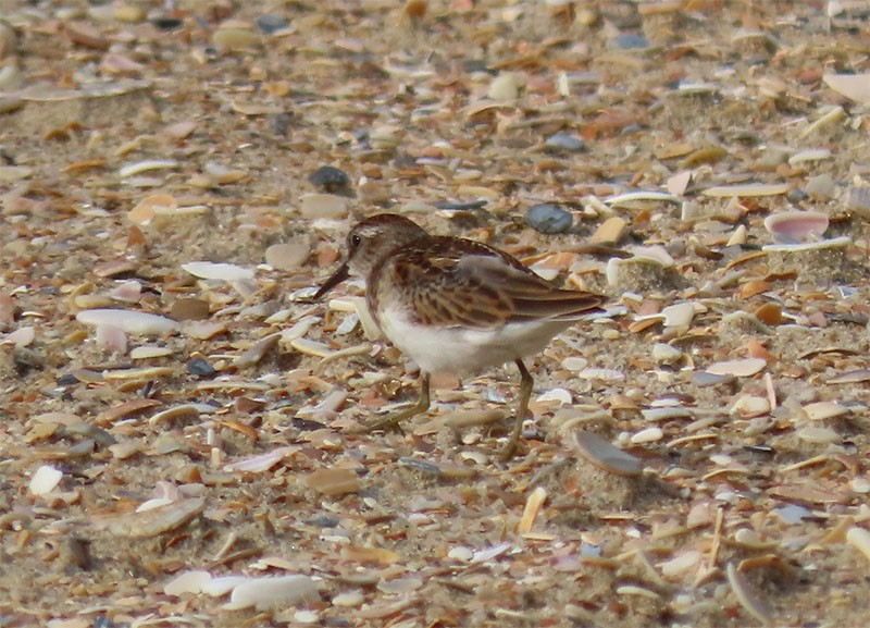 Least Sandpiper - ML359160551