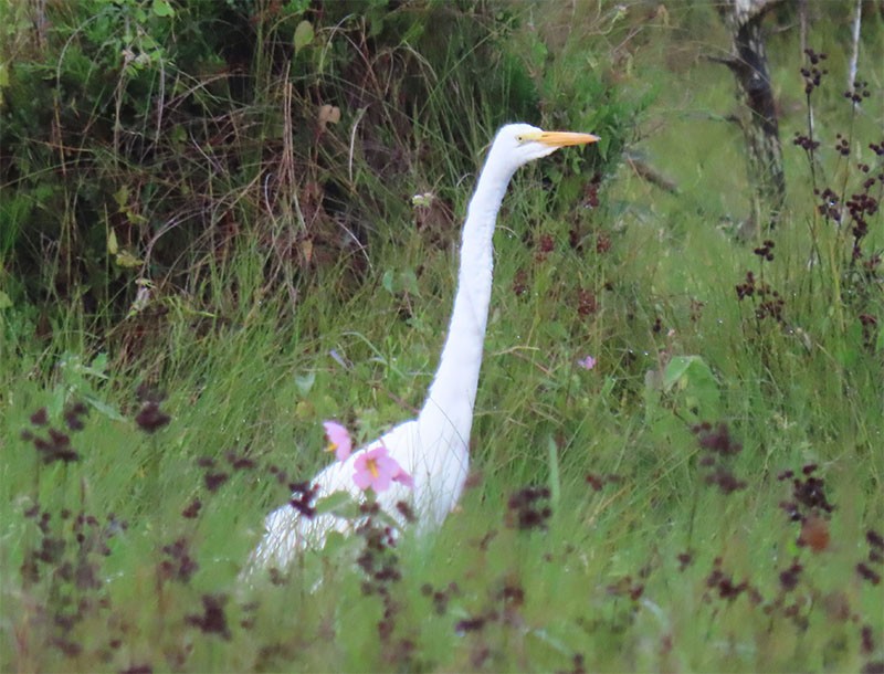 Great Egret - ML359160831