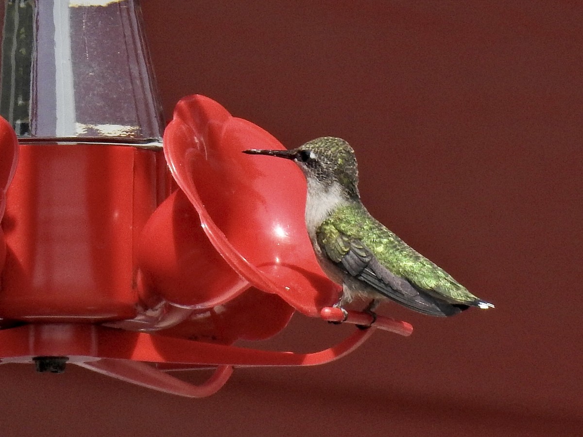 Ruby-throated Hummingbird - ML359161071