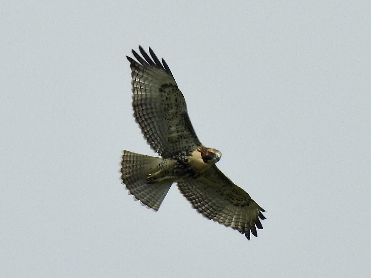 Red-tailed Hawk - ML359161171