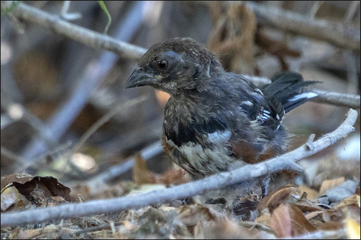 Spotted Towhee - ML359161431