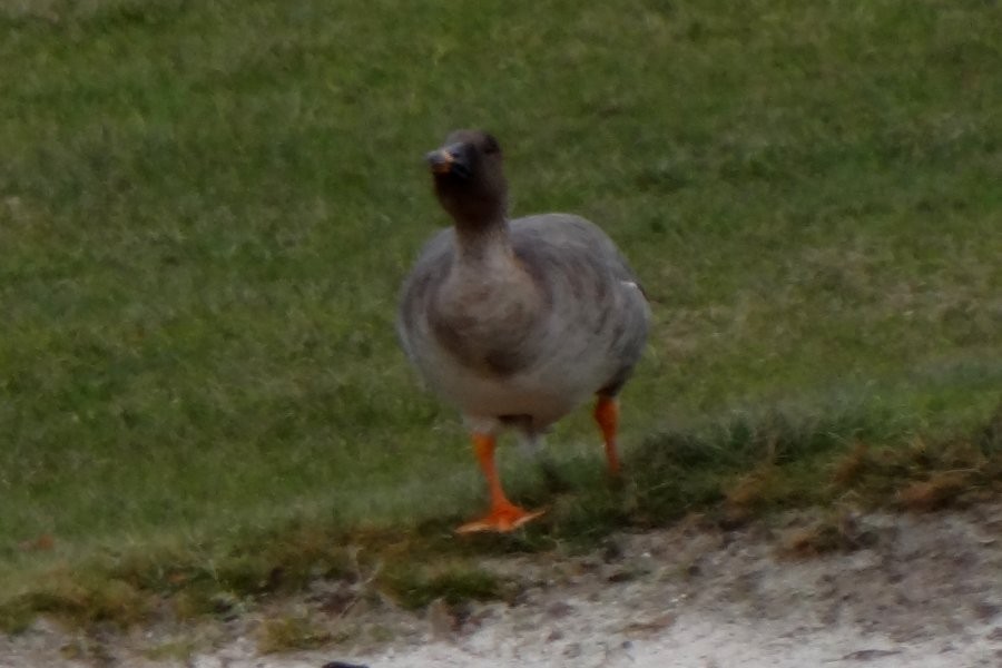 Tundra Bean-Goose - ML35916221