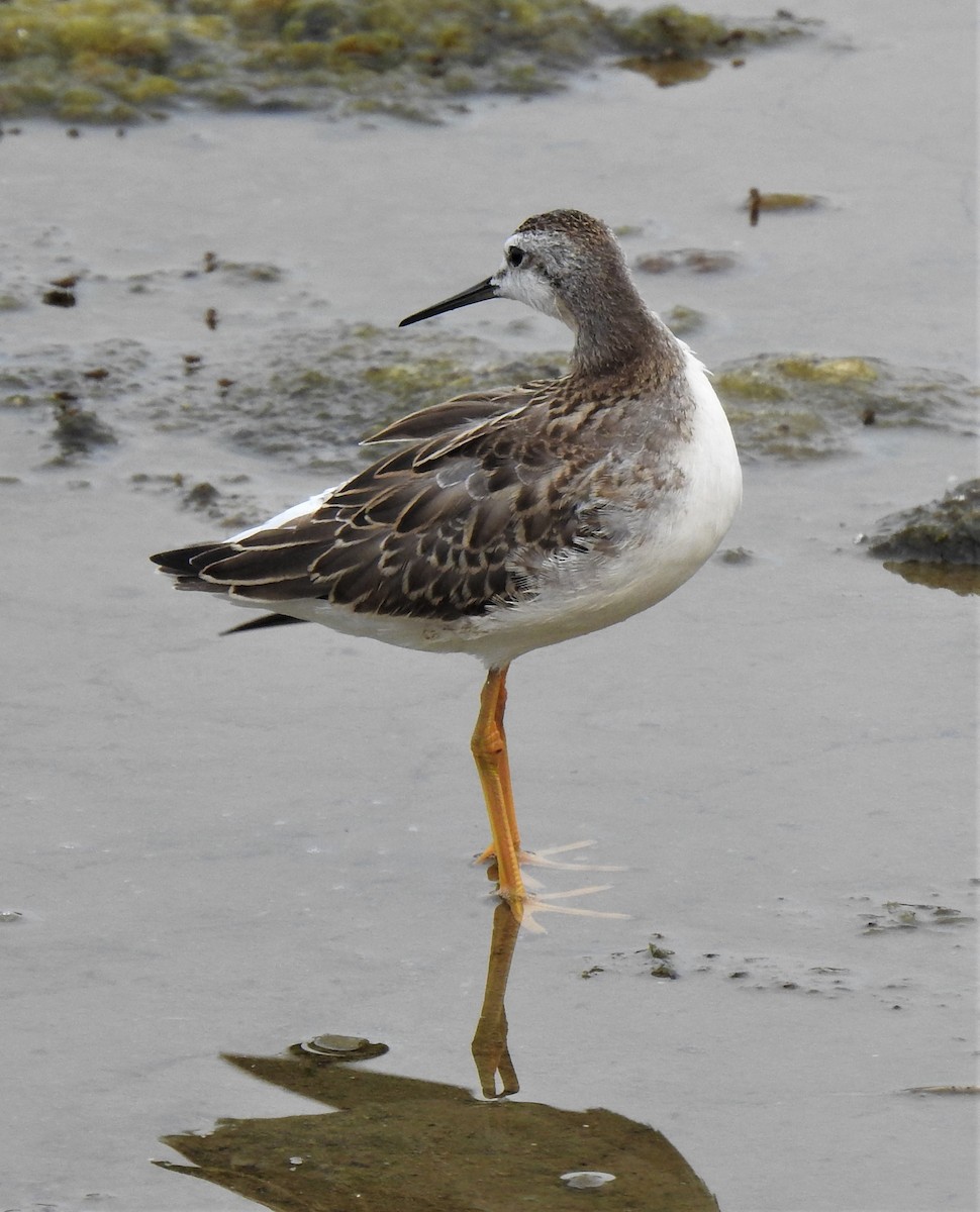 Wilson's Phalarope - ML359163371