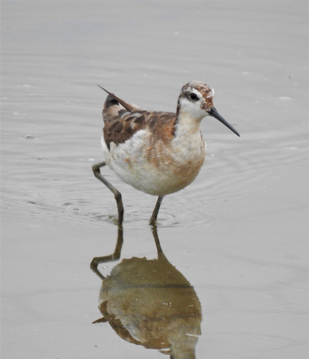 hvithalesvømmesnipe - ML359163381