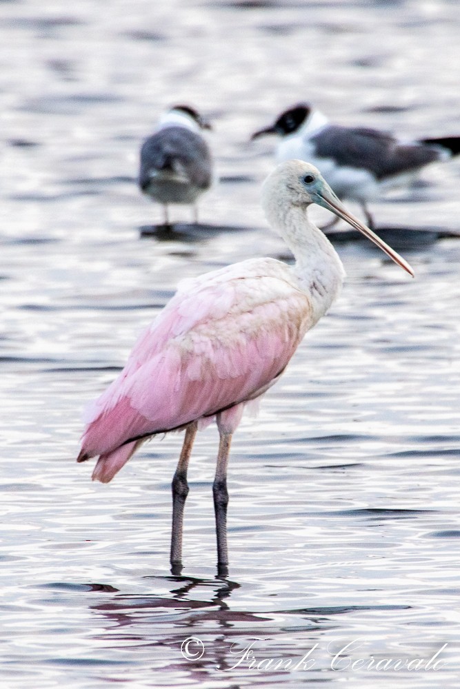 Roseate Spoonbill - ML359167941