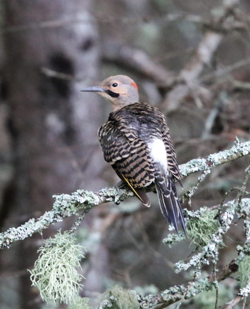 Northern Flicker - ML359168031