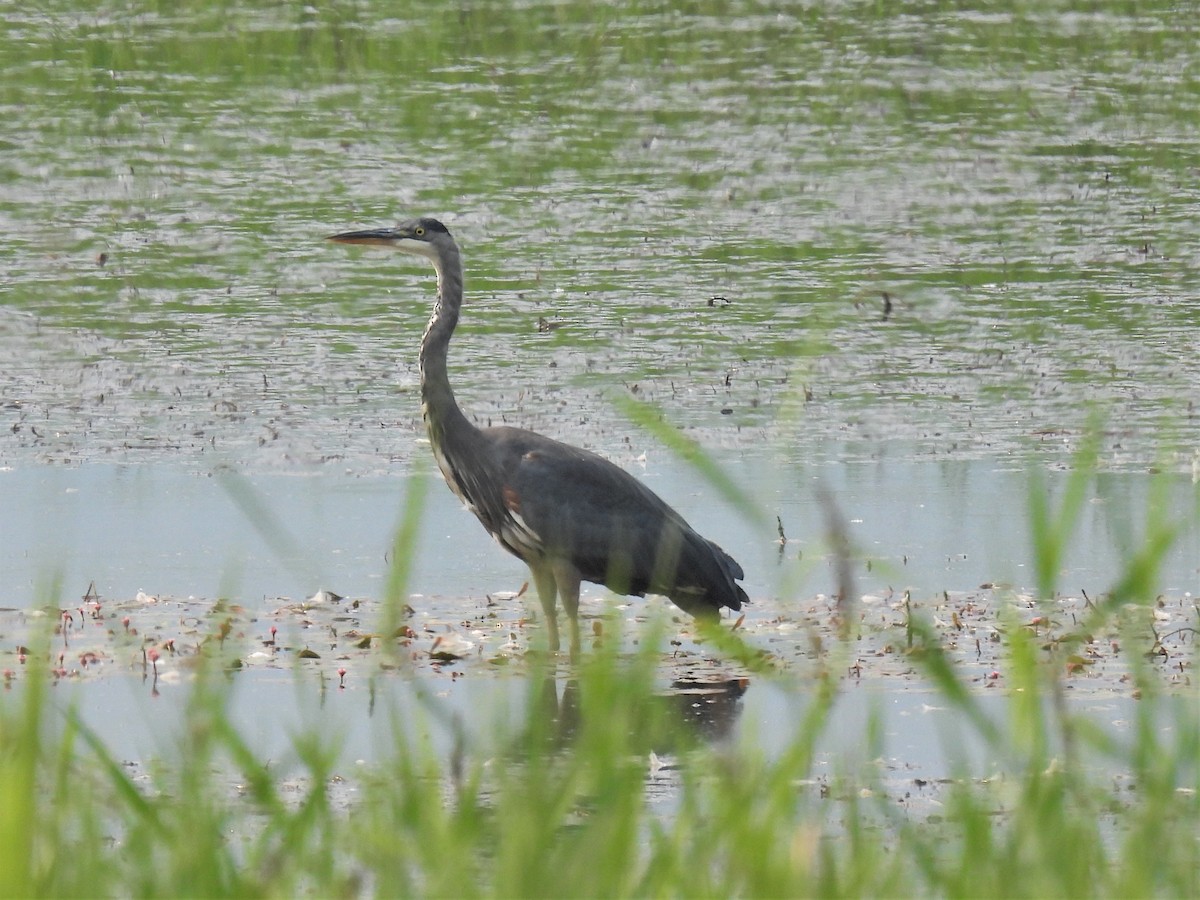 Great Blue Heron - ML359169551