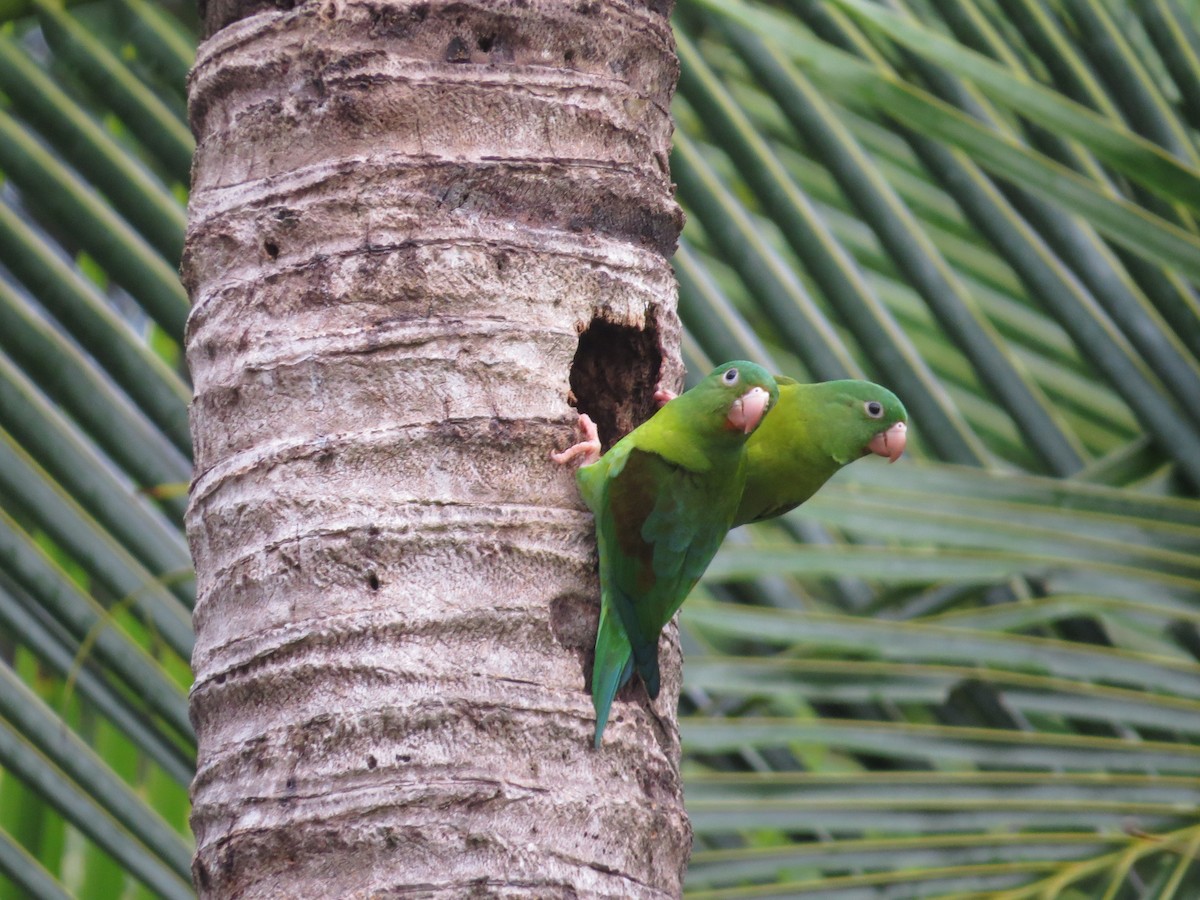 Orange-chinned Parakeet - ML35916991