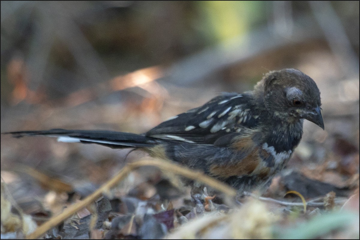 Spotted Towhee - ML359170061