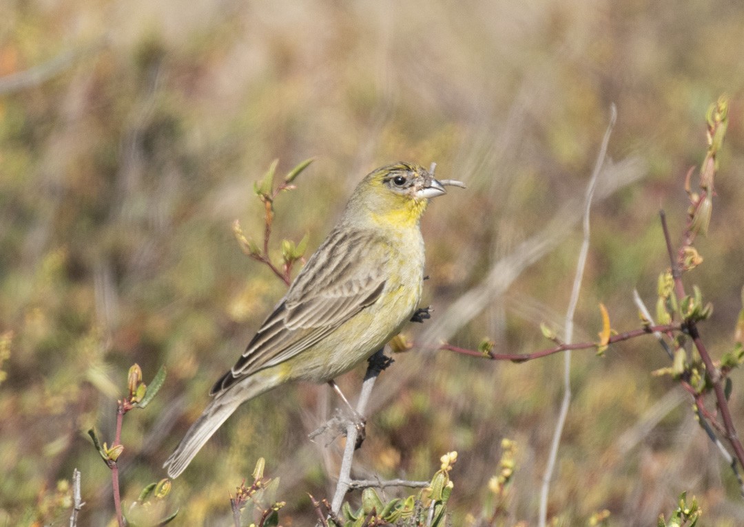 Grassland Yellow-Finch - marcelo muñoz