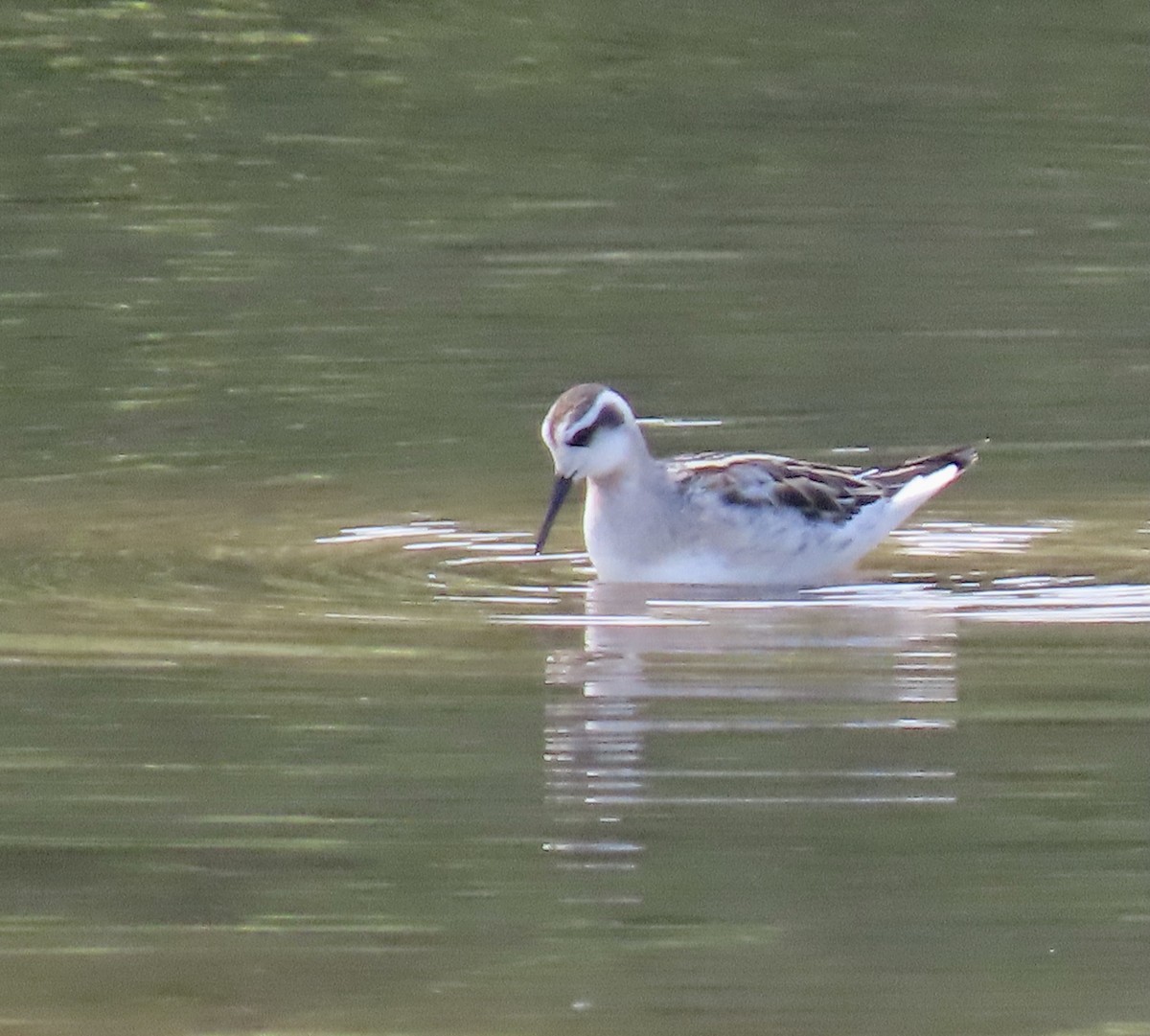 Red-necked Phalarope - ML359174781