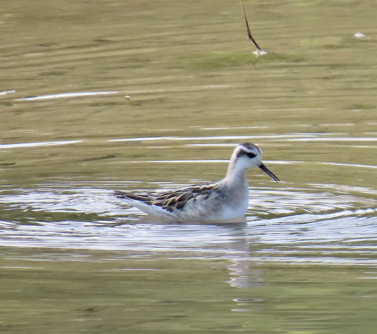 Red-necked Phalarope - ML359174811