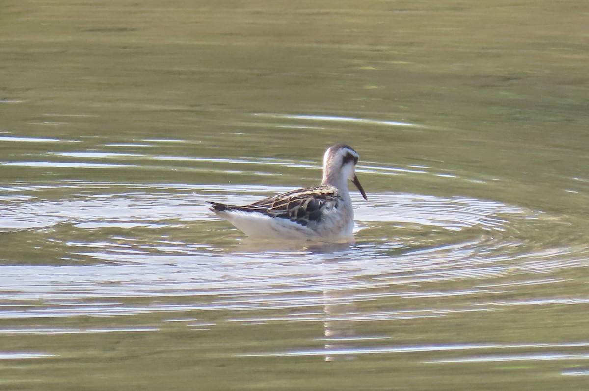 Red-necked Phalarope - ML359174821