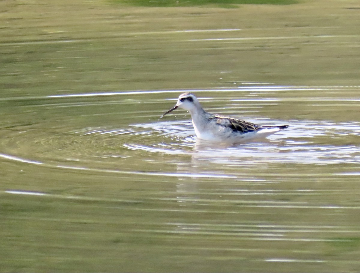 Red-necked Phalarope - ML359174841