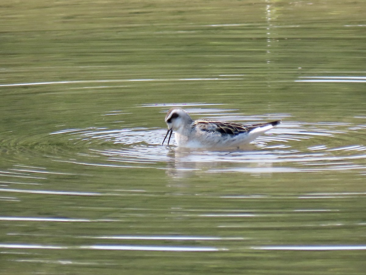 Red-necked Phalarope - ML359174851