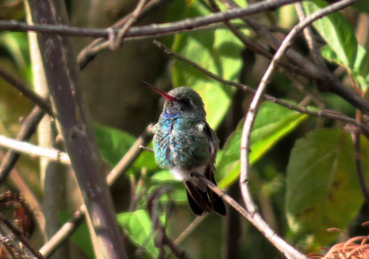 Broad-billed Hummingbird - ML359175111
