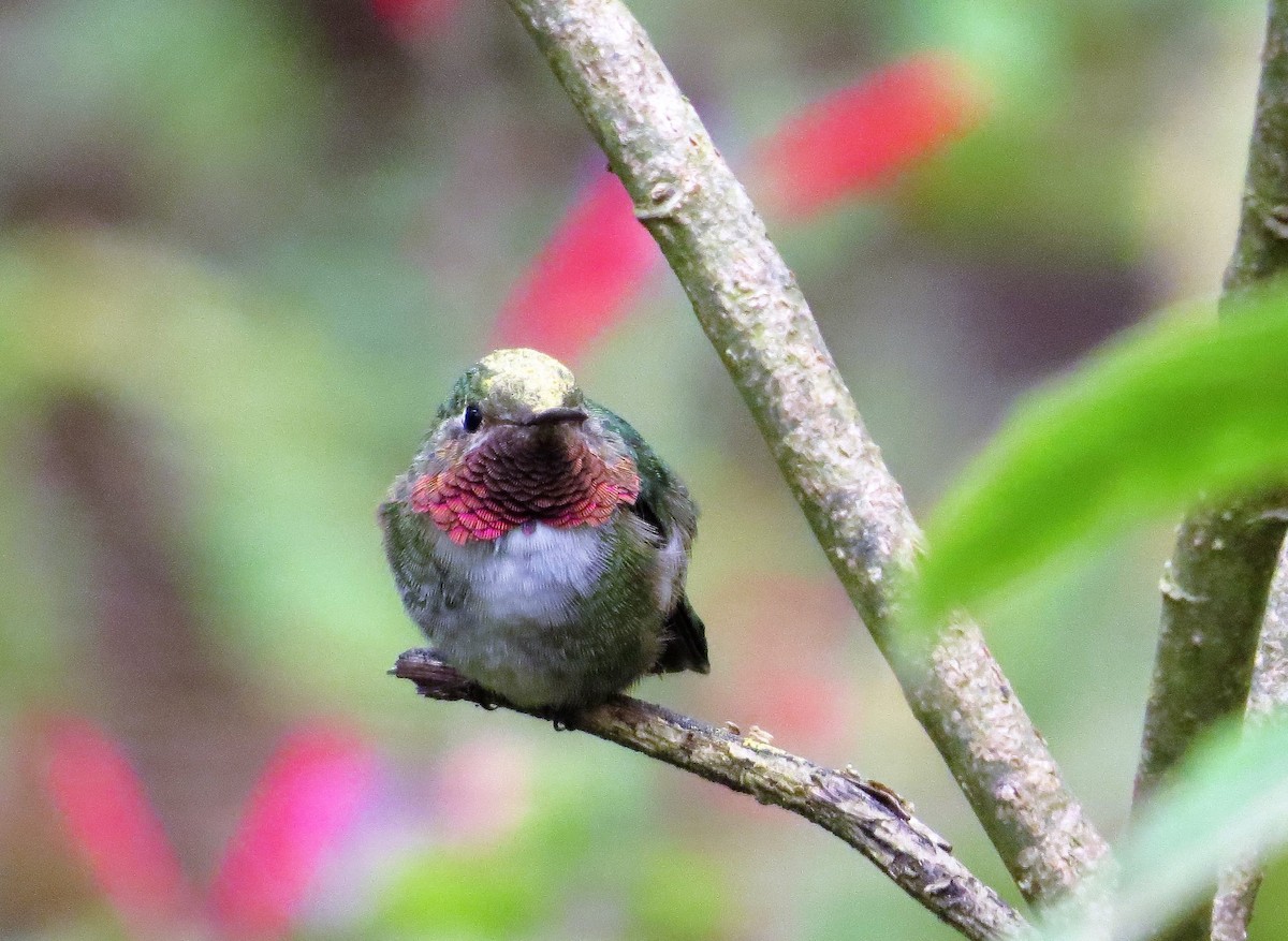 Broad-tailed Hummingbird - Jan Bradley