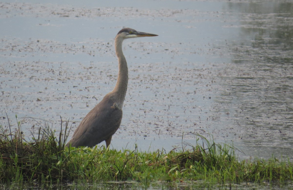 Great Blue Heron - ML359176921