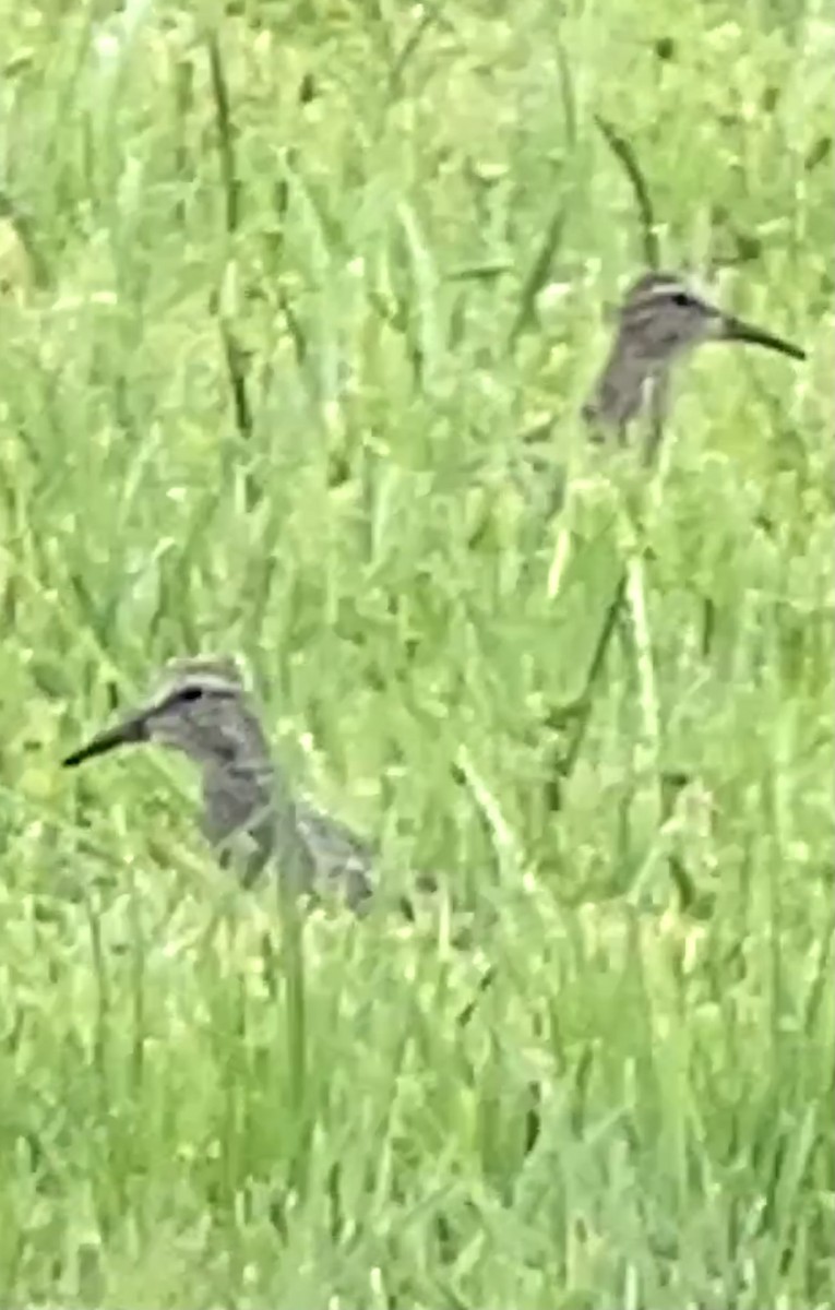 Pectoral Sandpiper - Soule Mary