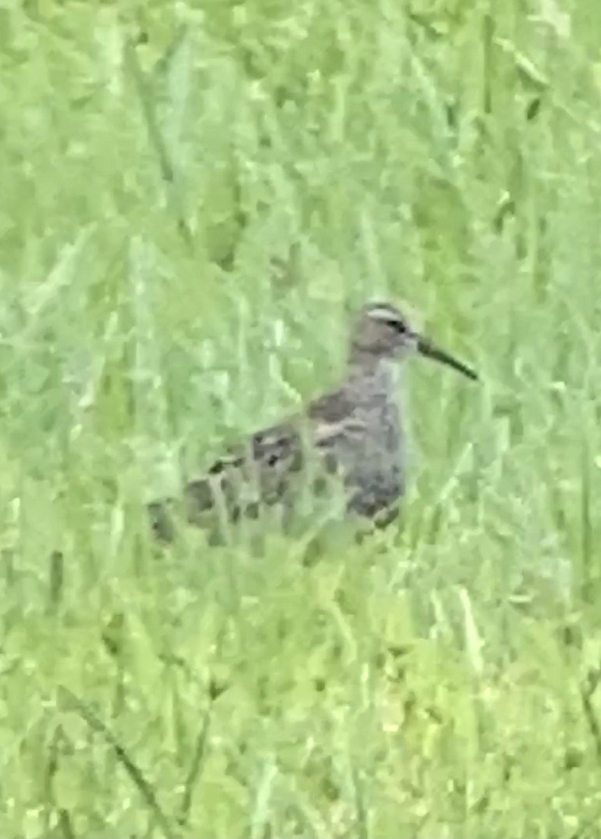 Pectoral Sandpiper - Soule Mary