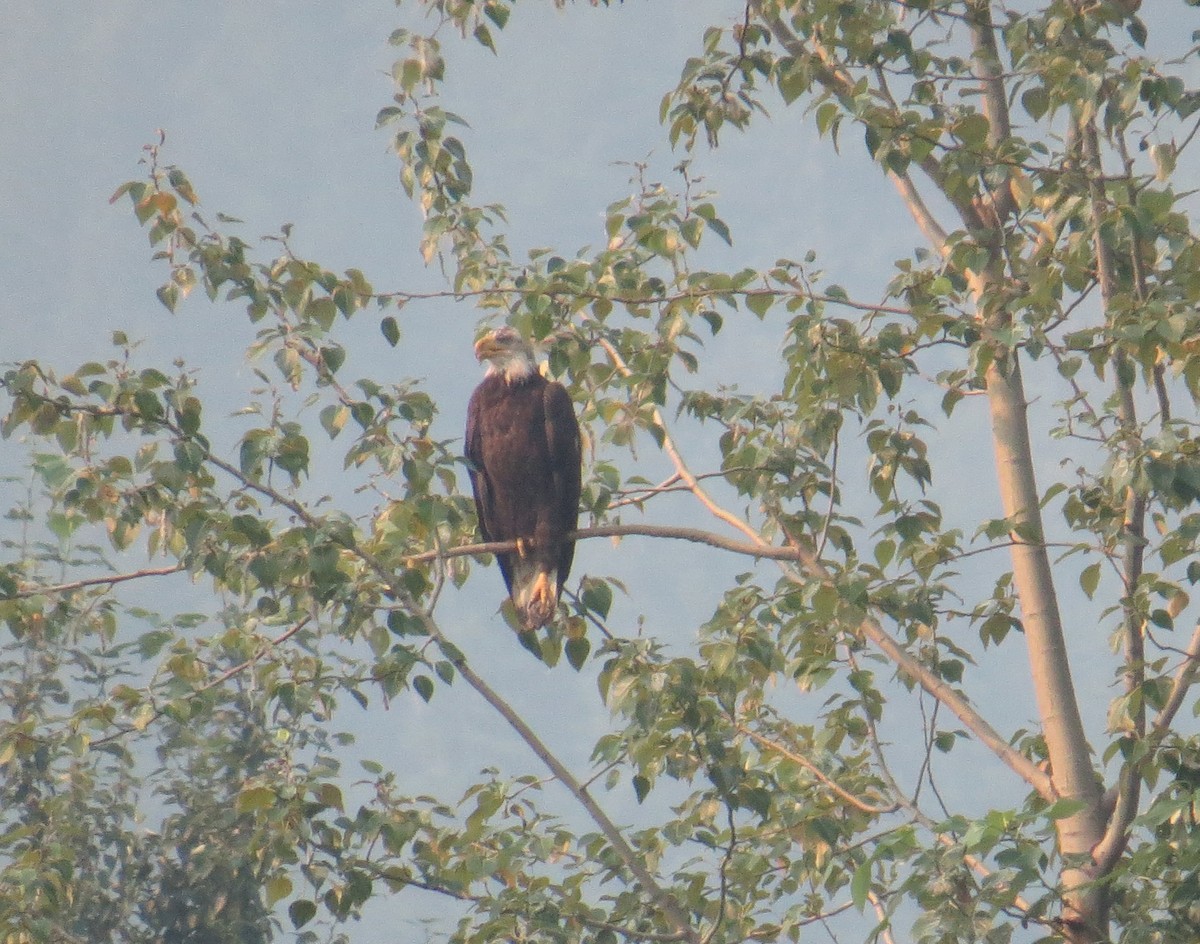 Bald Eagle - ML359177051