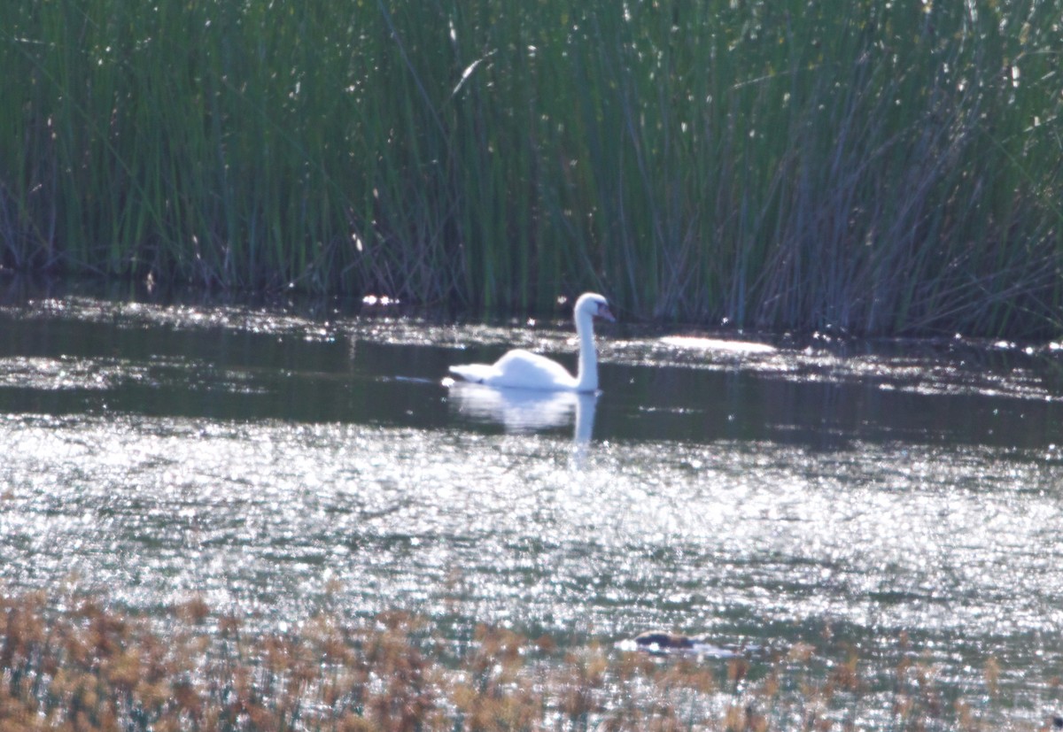 Mute Swan - ML359178301