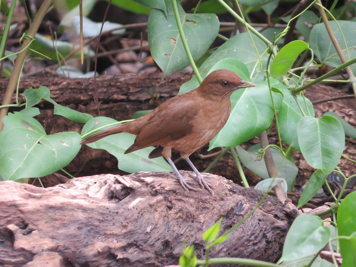 Clay-colored Thrush - ML35917971