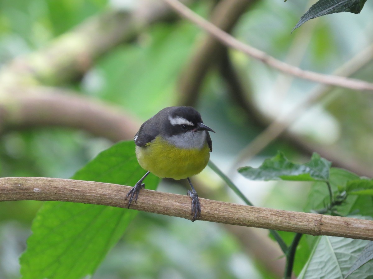 Bananaquit - ML35918011