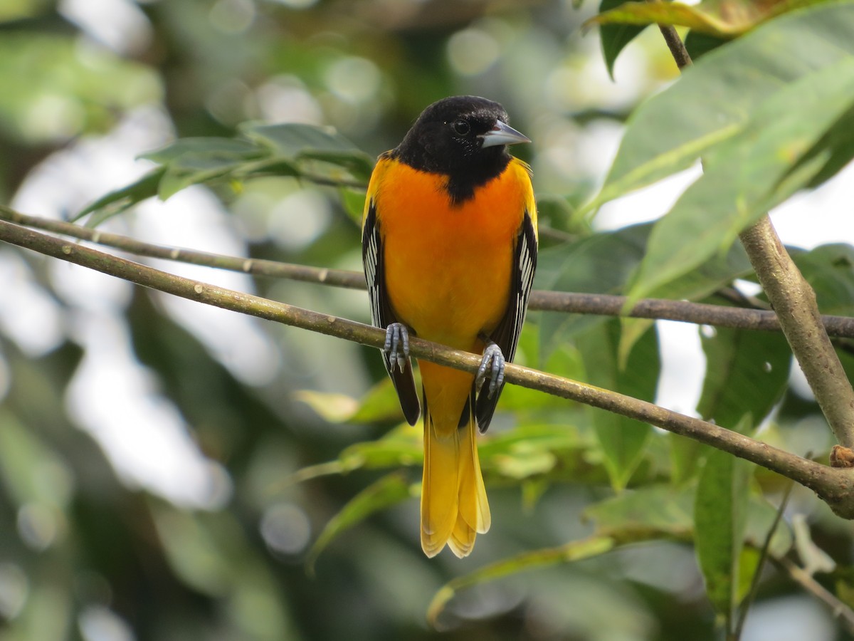 Baltimore Oriole - ML35918041