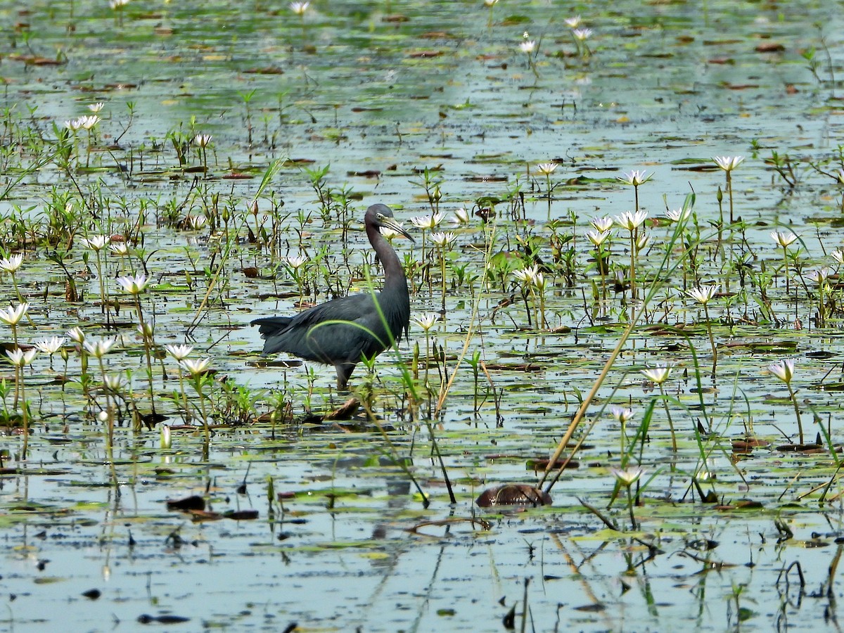 Little Blue Heron - Michael Musumeche