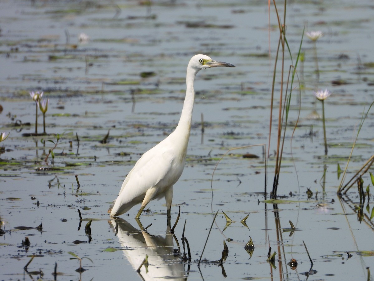 Little Blue Heron - Michael Musumeche