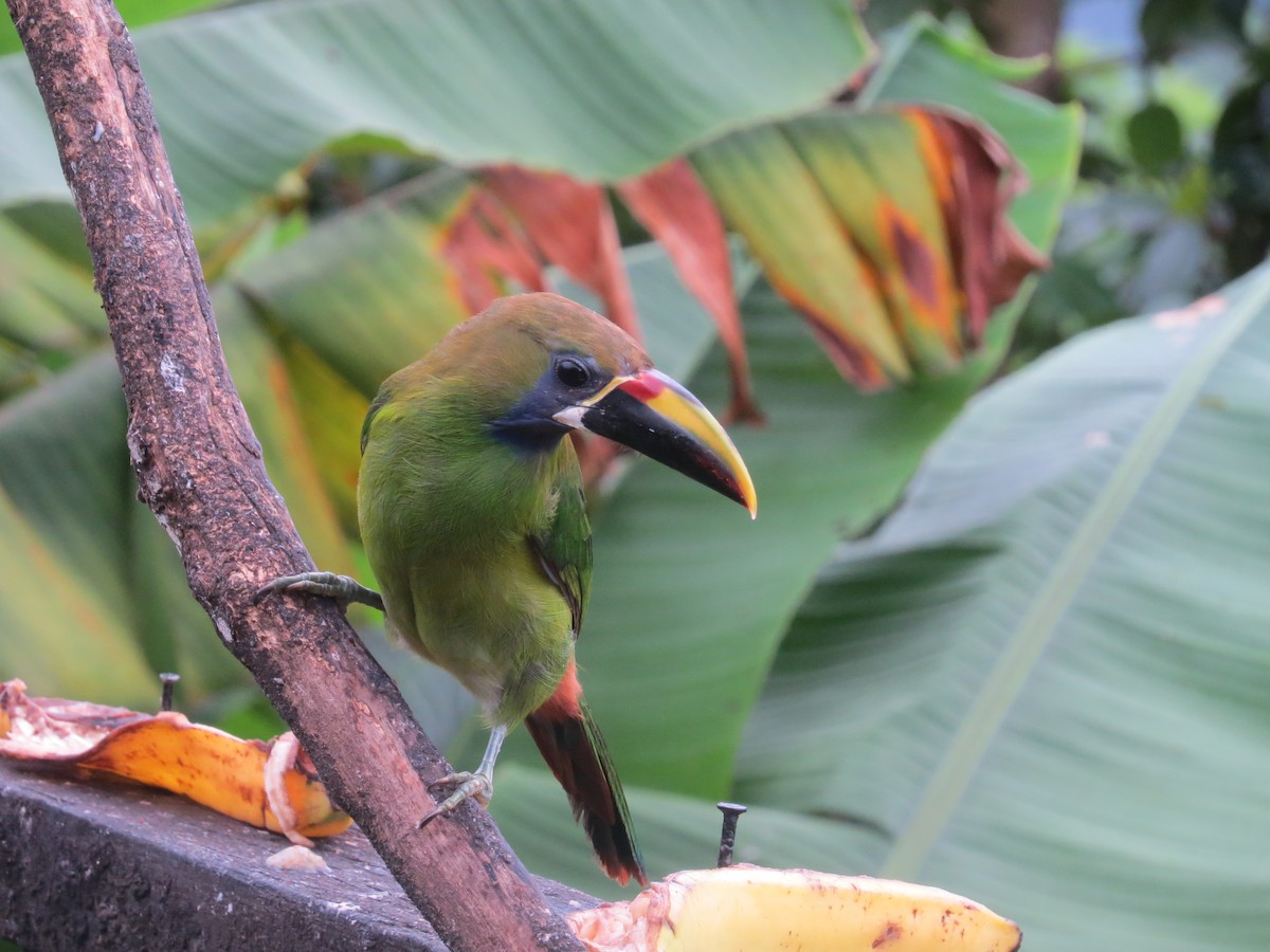 Northern Emerald-Toucanet - ML35918371