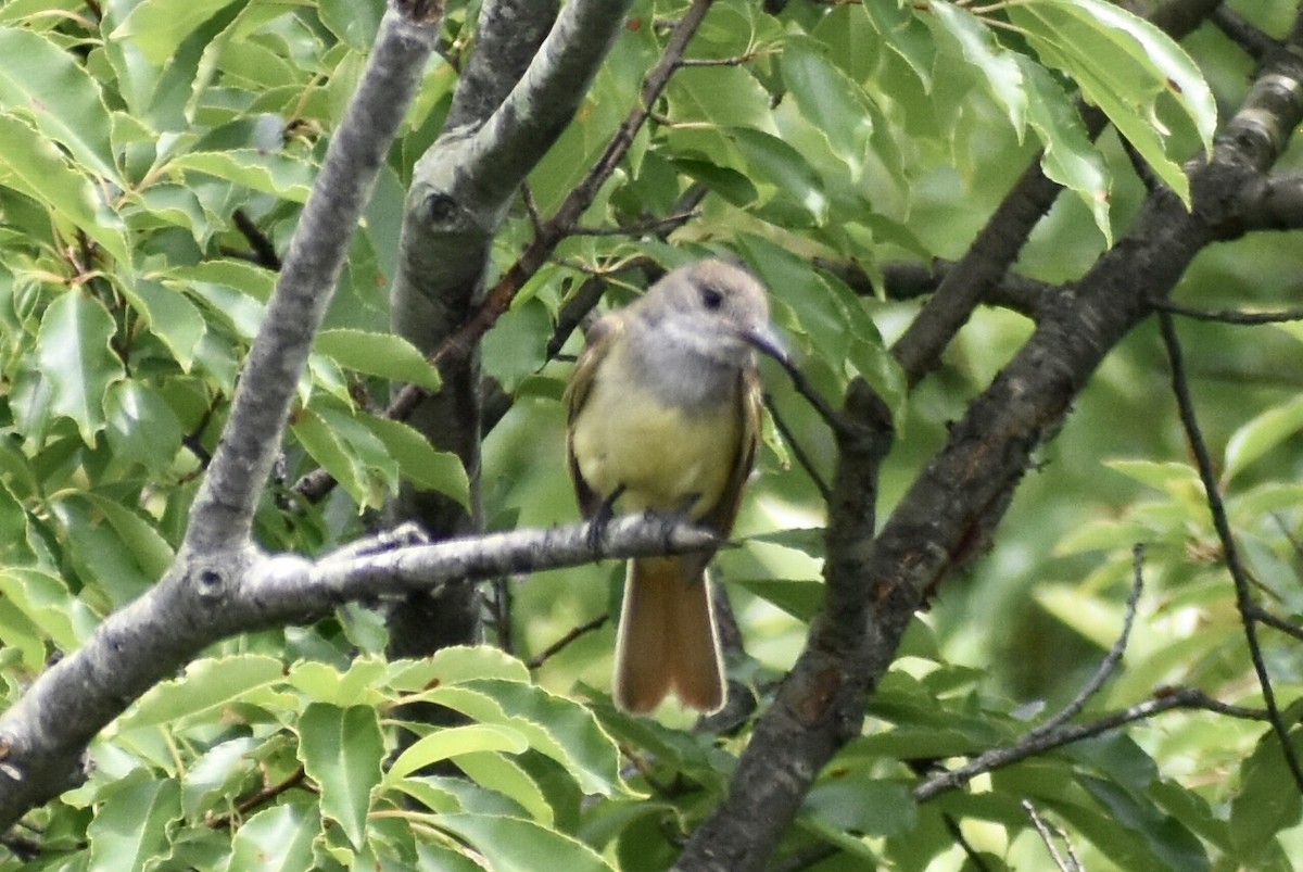 Great Crested Flycatcher - ML359185871