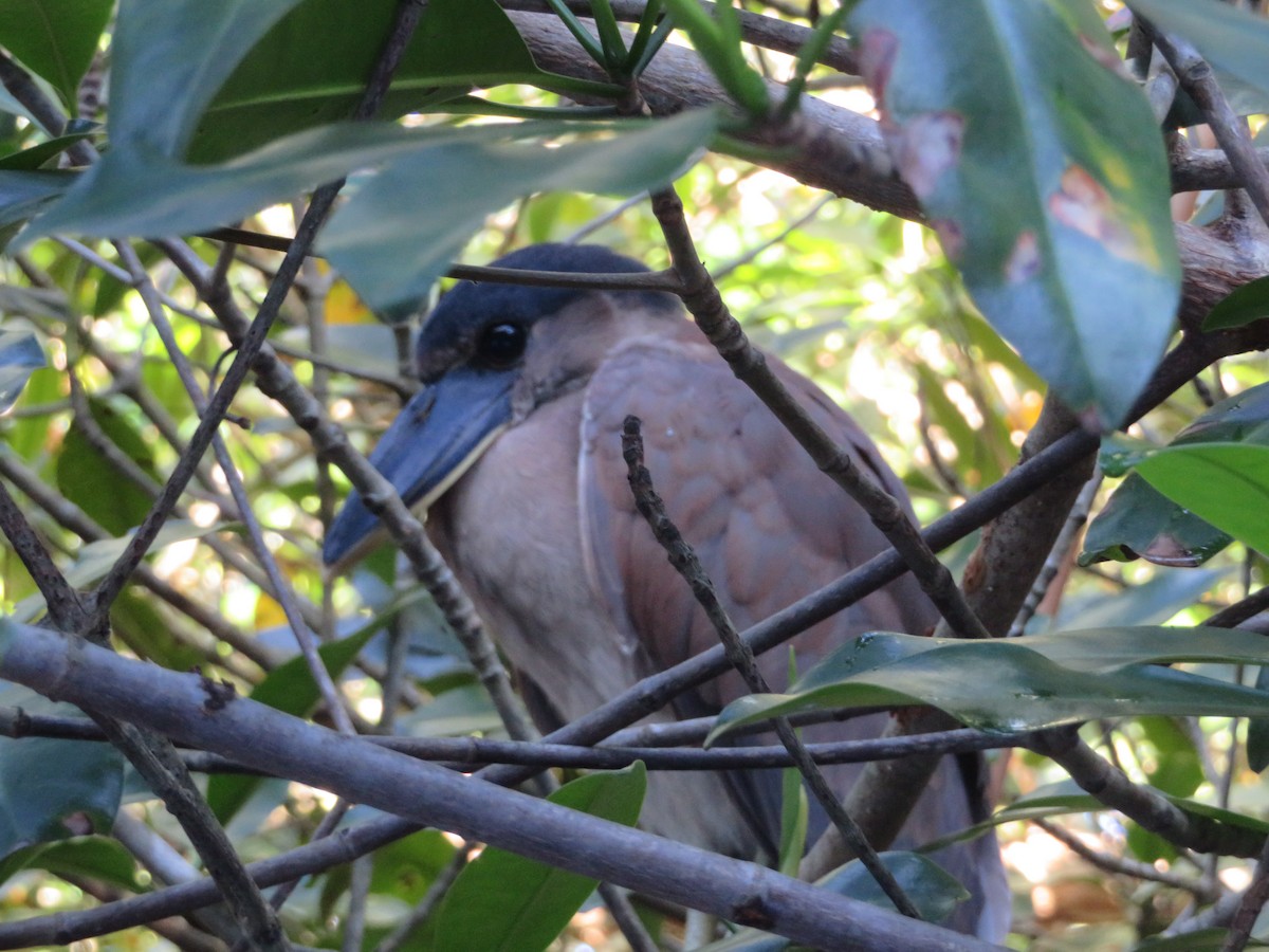 Boat-billed Heron - ML359186611