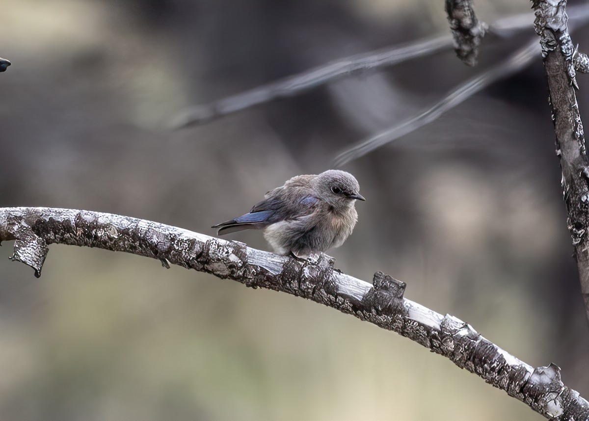 Western Bluebird - ML359187431