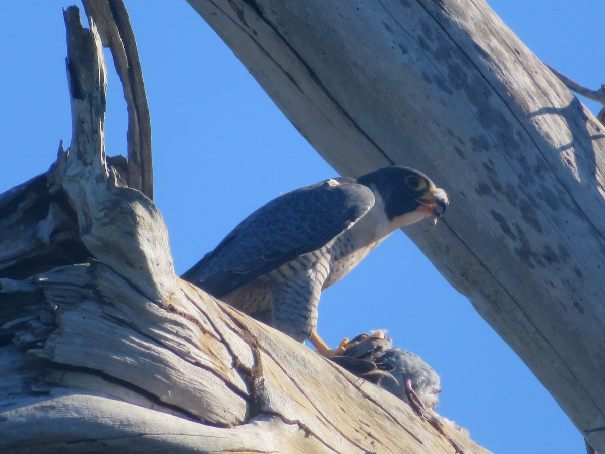 Halcón Peregrino - ML359187471